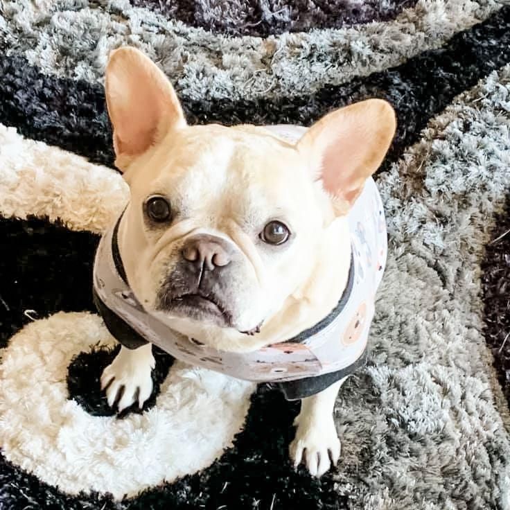 woofwelldogs's tweet photo. Does your dog like to model? Miss Morgana doesn't seem to mind ๐๐พ๐ท#dogmodel #frenchieadorable #saycheese #woofwelldogs #woofwell https://t.co/jevYRVa1Eg