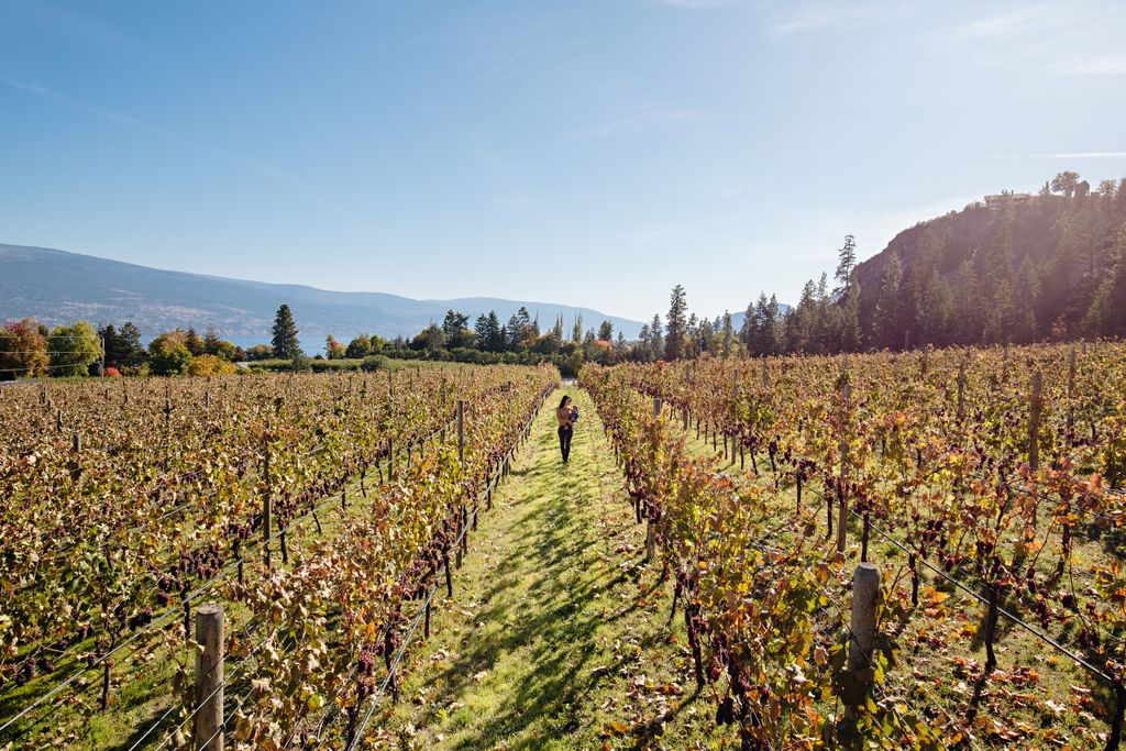 It’s a beautiful time in the Okanagan. We hope you can join us this weekend for a final tasting at Okanagan Crush Pad before we wrap up activities in the tasting room in 2020.  Join us! buff.ly/2yFa64V