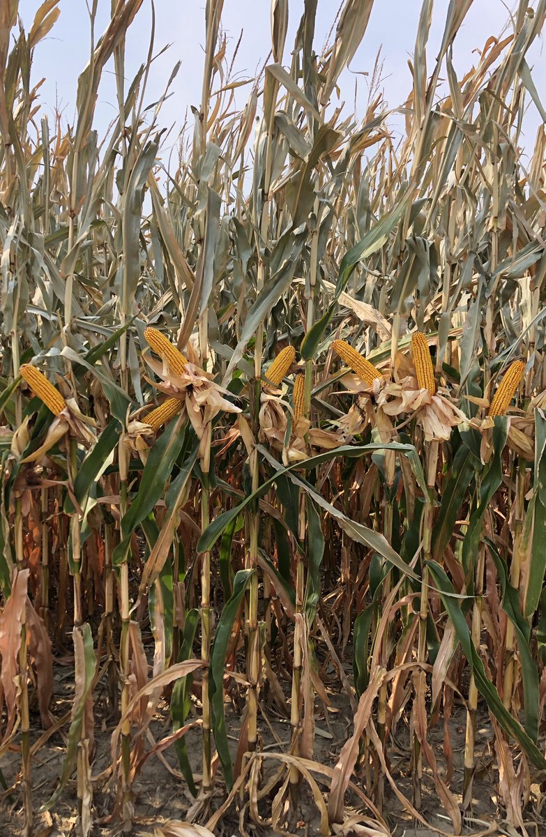 LG 5643 STX  20 years Corn on Corn looks excellent here.  Biocore, Biored and Biomate from Biovante applied.        ⁦@LGSeeds⁩ ⁦@Biovante⁩