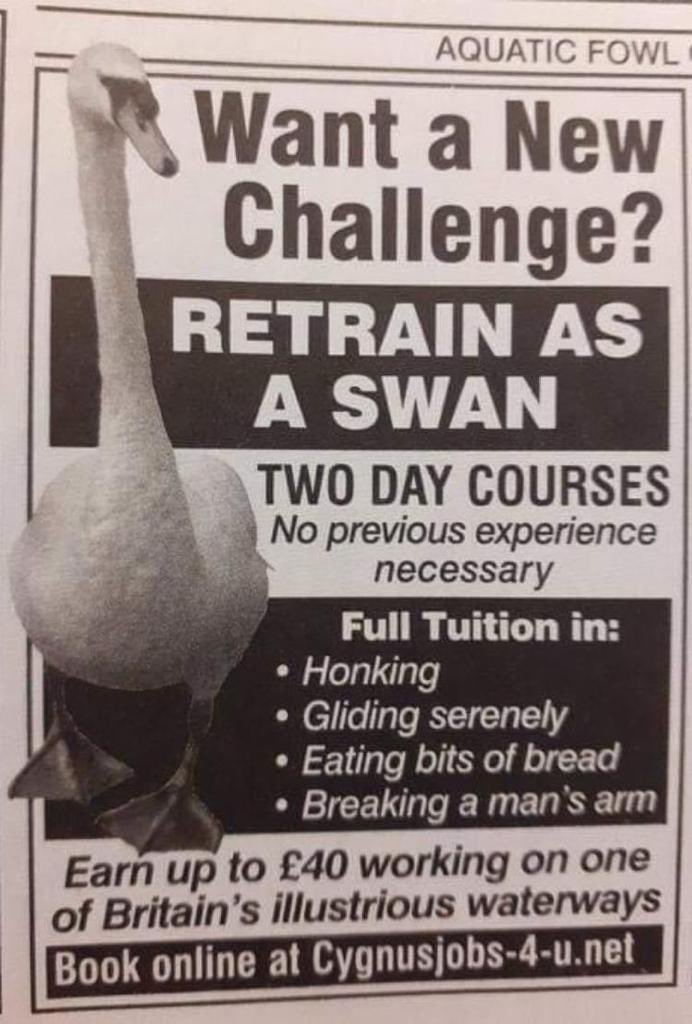 northumbriana's tweet image. Is this @vizcomic’s best yet? Via @MsJacksonTweets. 🦢