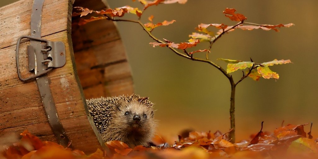 zooconomy's tweet image. “Love all, trust a few, do wrong to none.”― William Shakespeare
#zooconomy #amazon #fall #orange #brown #falltime #animals #animal #pets #porcupines #animallovers #petstagram #animalsofinstagram #petsagram #porcupine #porcupine #nature #petsofinstagram #adorable #animallover