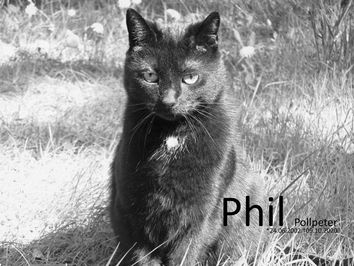 AdmPolli's tweet photo. Thank you for everything! Cutest, smartest and greatest cat in the world! Sleep well until we meet again. We miss you infinitely!
Felicitas “Phil“ Pollpeter – *24.06.2002 †09.10.2020
#Phil #THECat #cat #Pollpeter #RIP https://t.co/mIab2qMaAA