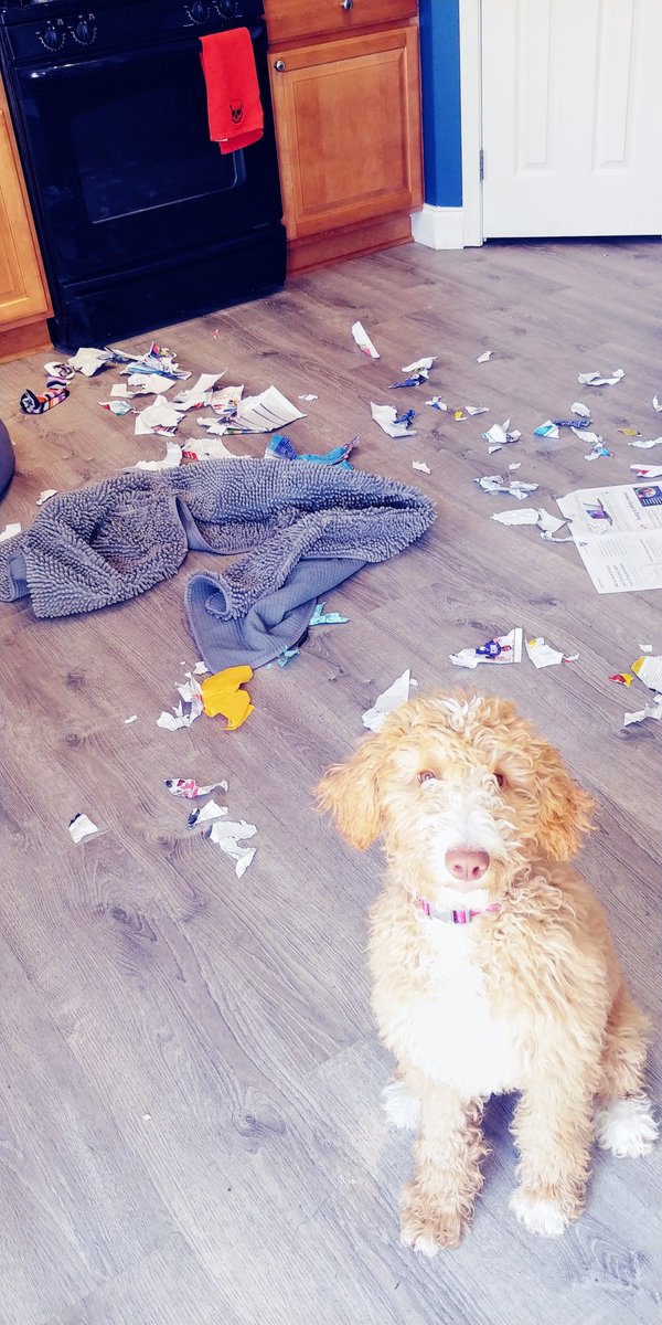 minoamafia's tweet photo. The face of guilt. #doodleofdoom #destructodoodle #maplemayhem https://t.co/6v66LytzZQ