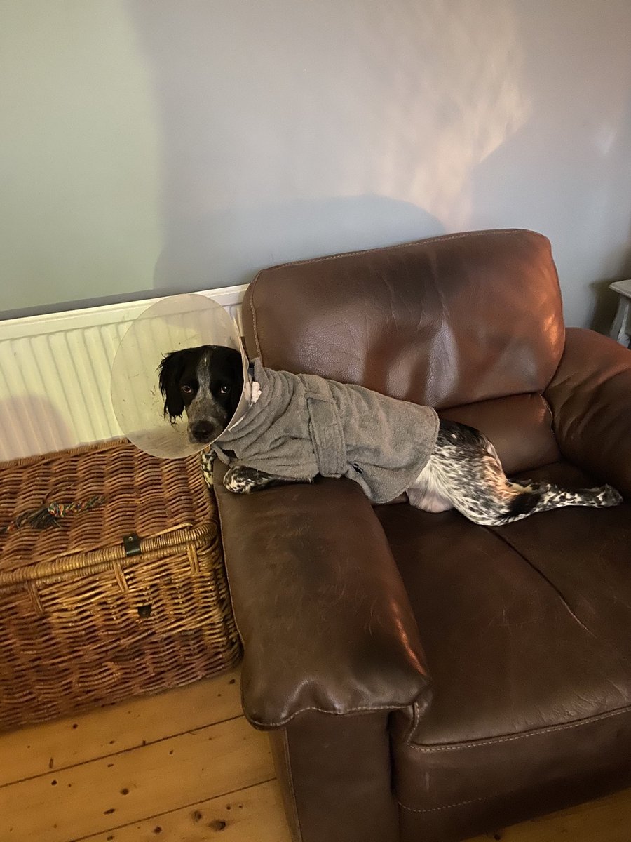 gallicahils's tweet photo. ⁦@AldiUK⁩ Rosie finding comfort in her drying coat which she now considers a dressing gown. She has been wearing it all day. https://t.co/EfZvCi9zyv
