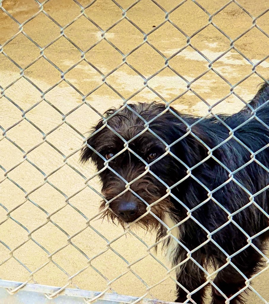 coesao_pt's tweet photo. Inaugurámos hoje em #Sousel o Centro de Recolha de Animais. Sabemos que as soluções para o bem-estar animal dependem do empenho dos municípios, pois são eles que conhecem o terreno. Esta obra vai dar abrigo e condições a animais abandonados. https://t.co/E9iBU4701Y