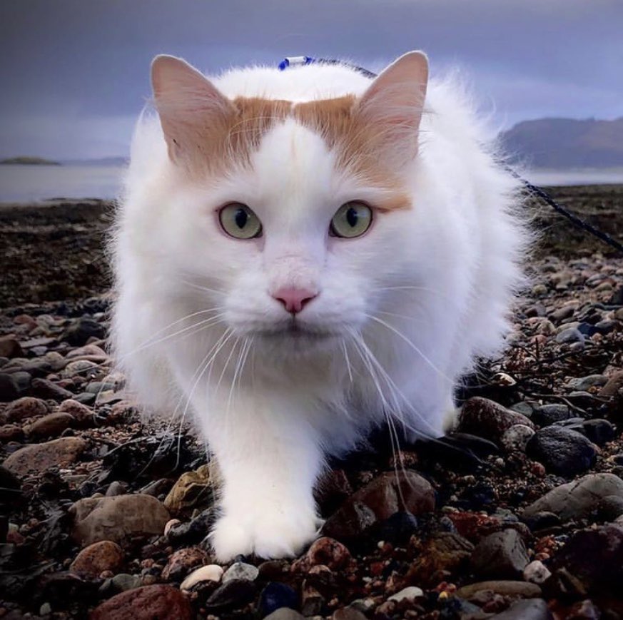 Salty Sea Cat on Twitter: Salty Sea Cat on Twitter:
