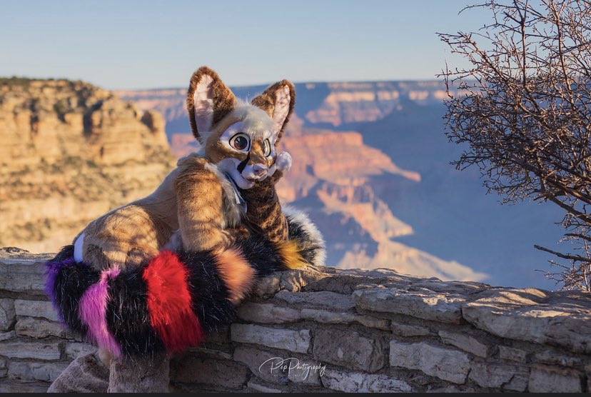 PaintedDesertFC's tweet image. Happy #FursuitFriday! Enjoying the view!  📸Pop Photography