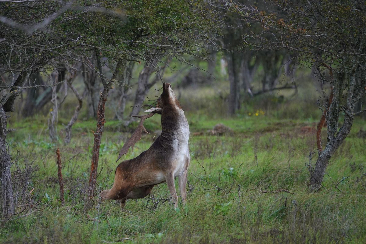 gauw even een foto van vanmiddag want ik piep er weer vandoor, lekker slapen!
#Damhert AWD, #bronst, hier zet t hert zijn geursporen af, "vlaggen" genaamd
fijne avond nog, trusten!!!🤗😴