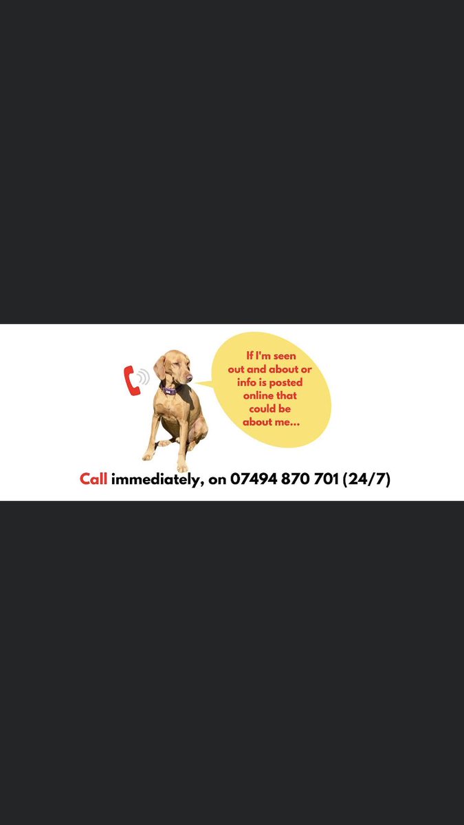 rachel_dormer's tweet photo. Ozzy is still missing, last seen 2 weeks ago at Six Mile Bottom, CB8 π’π’#helpfindozzy #hungarianvizsla #cambridgeshire https://t.co/aawi0N6sdt