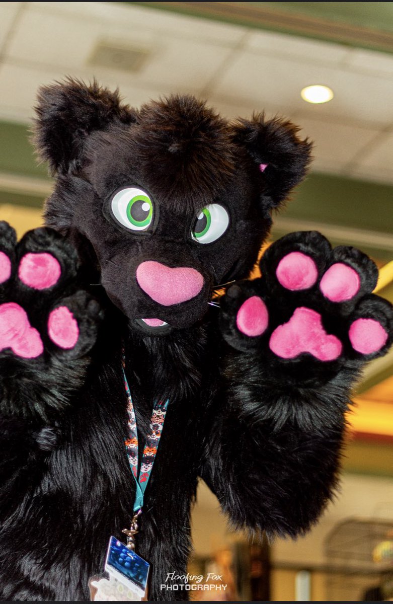 AquatiFur's tweet image. Paws up cause it is #FursuitFriday 📸Floofing Fox Photography