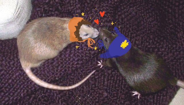 ･:*+ kiko .:+ tweet media