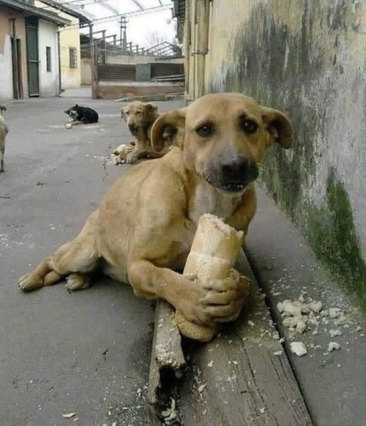 Что ж вы творите, нелюди!