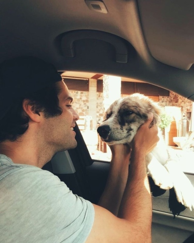 tremendousexile's tweet photo. okay but daddarios with dogs https://t.co/tYilTZrLWE