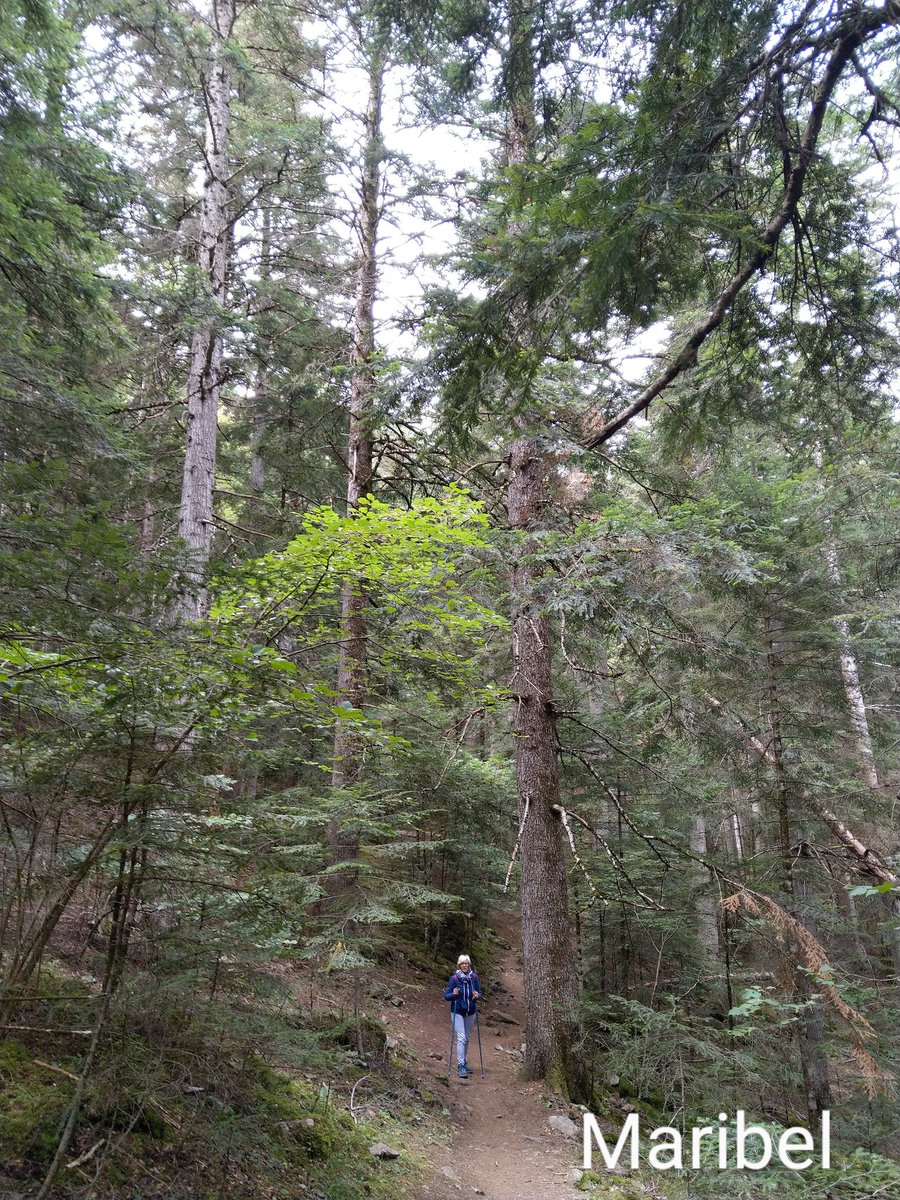 Esto es un bosque y lo demás tonterías !!