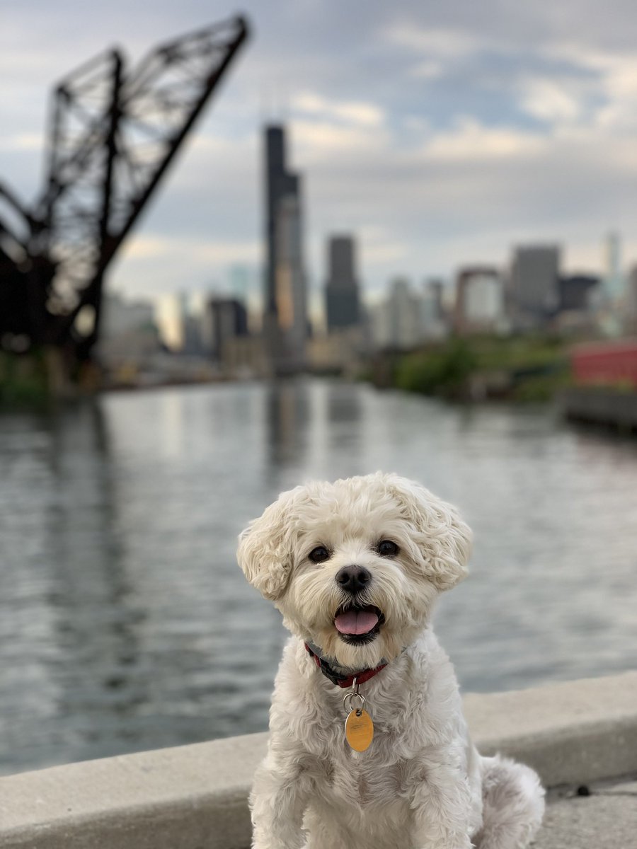 exmar11's tweet photo. @BuzzFeedUK Luna, my perfect model all the time! #FurGoodFridays https://t.co/5fWVr4rTlJ