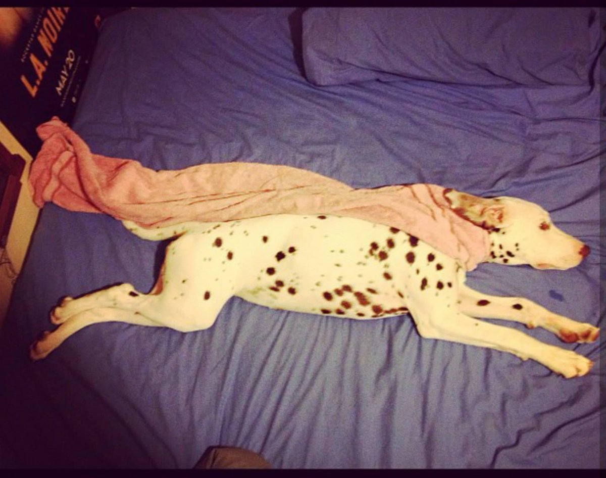 ordurebizarree's tweet image. 