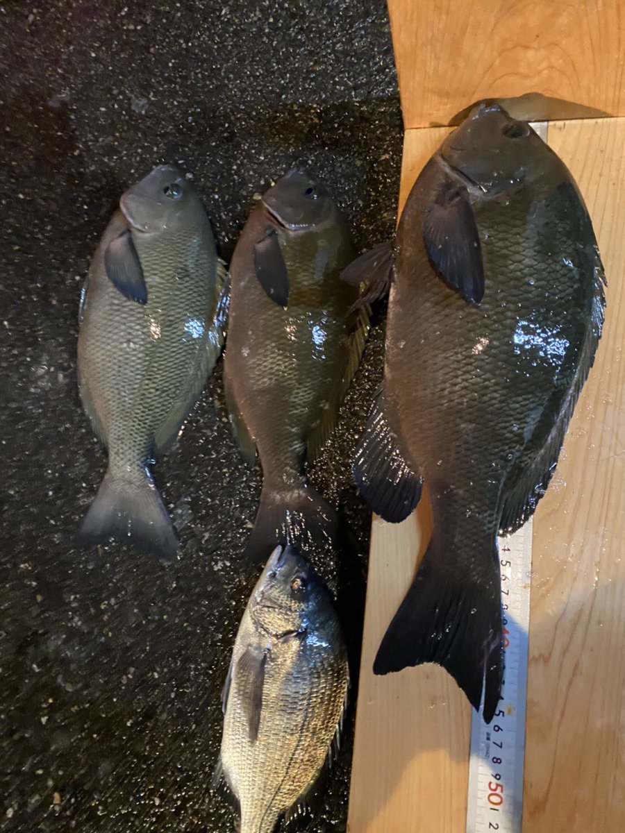 Costafishingservice 釣果情報 お客様と釣りに行ってきました 外海は荒れていましたが 港で釣りを行った所 アジはほぼ入れ食い なんとメジナも最大46cmが釣れ 楽しい釣行になりました アジも少しずつ釣れはじめてきました 皆様のご来店心よりお待ちし