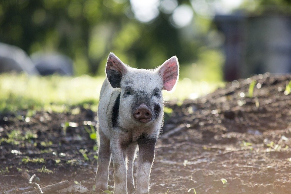 veganfuture's tweet photo. Love pigs. Don't eat them. #GoVegan ❤️🐷 https://t.co/X8IpLXaMKw