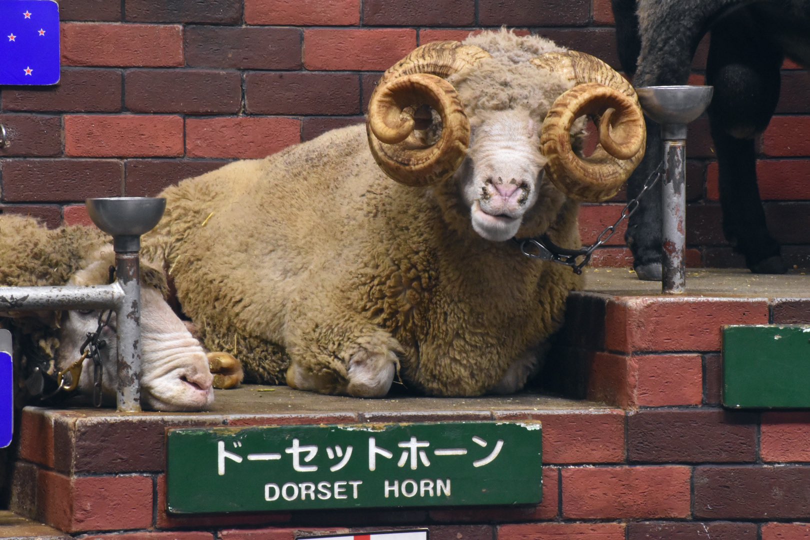 ゆうきち 二の腕フェチの人 ロムニーめちゃかわだった 推せる あとドーセットホーンの角のいかつさも割と好き 三枚目はドライスデールの王者の貫禄になります ゆうきち 二の腕フェチの人 ロムニーめちゃかわだった 推せる あとドーセットホーンの角のいかつさも割と好き 三枚目はドライスデールの王者の貫禄になります