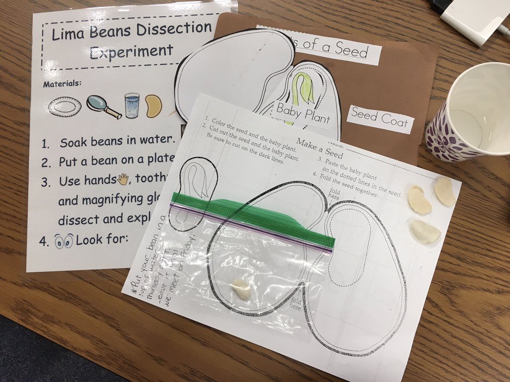 Virtual science experiment today. Sent home a lima bean with each student. During our virtual Friday, we dissected it and learned all about seeds. <a href="/LiveElementary/">Live Oak Elementary</a> #virtualfriday #STEM #learningisfunin1st