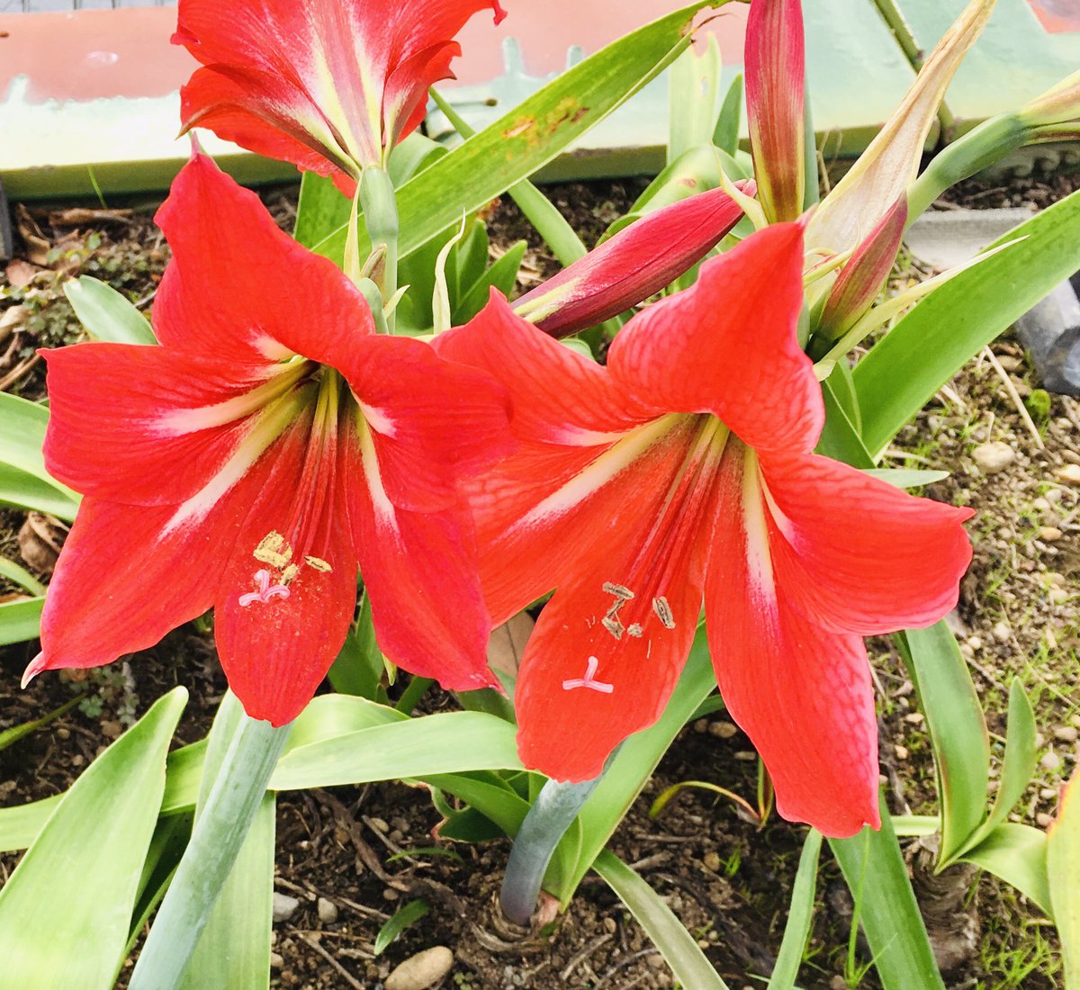 池ポチャ野郎 百合に似た花 アマリリス 花 フラワー 赤い花 球根植物 ユリに似た花 太い茎
