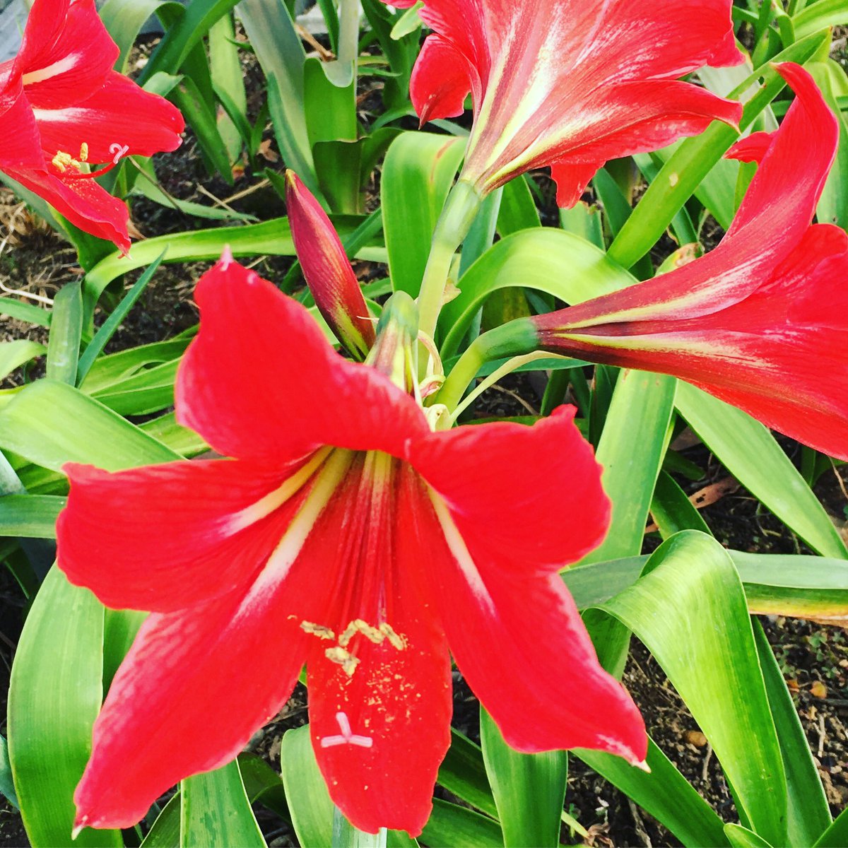 池ポチャ野郎 百合に似た花 アマリリス 花 フラワー 赤い花 球根植物 ユリに似た花 太い茎