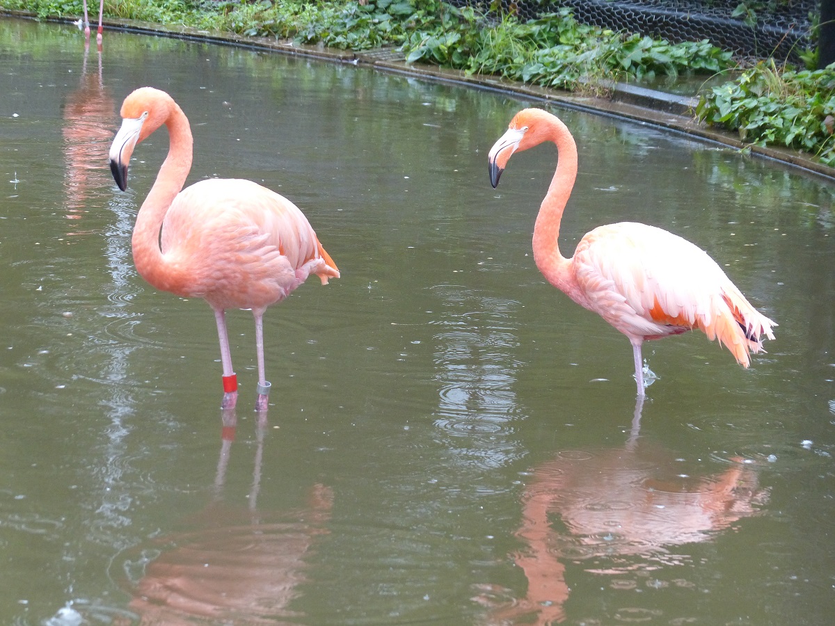 上野動物園 公式 池の水かさが増して かかと あたりまで水に浸かっています ベニイロフラミンゴ 水辺では長い足が便利 かかとは長い足の真ん中あたり 後ろに出っぱるように曲がる 雨の上野動物園 T Co Lobof9q5jj Twitter