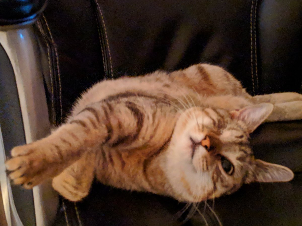 I'll post another favorite pic of Skritch here. She is stealing my computer chair, and she loves the camera. <3
#CatsOfTwitter https://t.co/1OIlwUGd3s