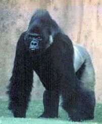 There is only 5,000 left! That's 500 poachers only killing 10 Eastern Lowland Gorillas each. More numerous than their endangered cousins - the Mountain Gorillas. Perhaps the wrong animals are being killed. 

a-z-animals.com/animals/easter…