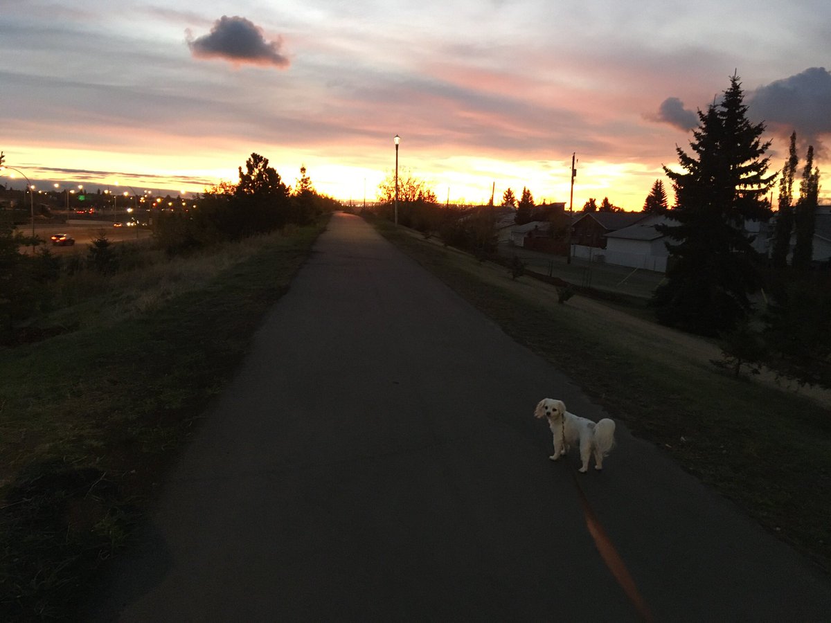 cc_lizabeth's tweet photo. Couple hours late. Camera couldn’t quite capture all the reds and purples. But I was actually awake enough for a walk to see this #yeg sunrise! 
#eastsideliving https://t.co/6wVEo7NguA