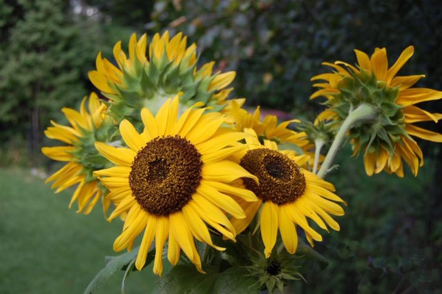 The garden’s last hurrah!