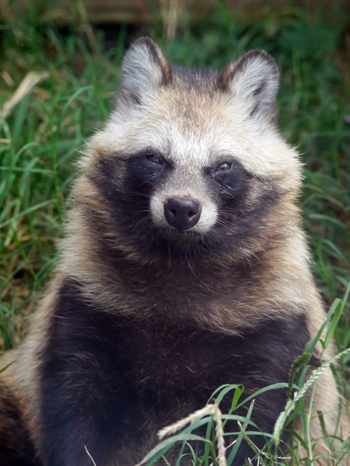 ホンドダヌキのtwitterイラスト検索結果 古い順 ホンドダヌキのtwitterイラスト検索結果 古い順