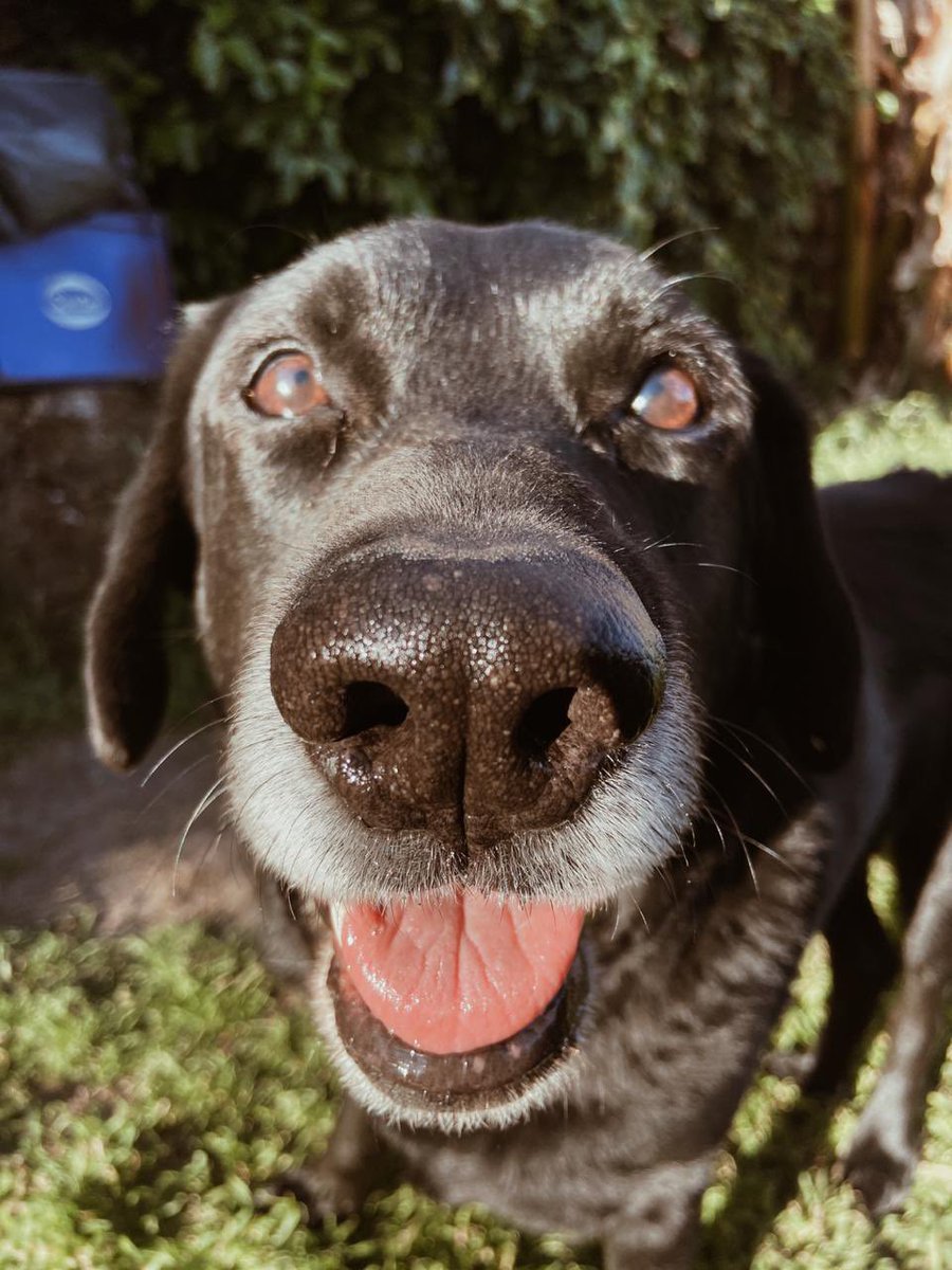 soffiaquino2's tweet photo. Mi perro es demasiado fotogénico, me tiene enamorada🤩 https://t.co/rJhEUJfB4X