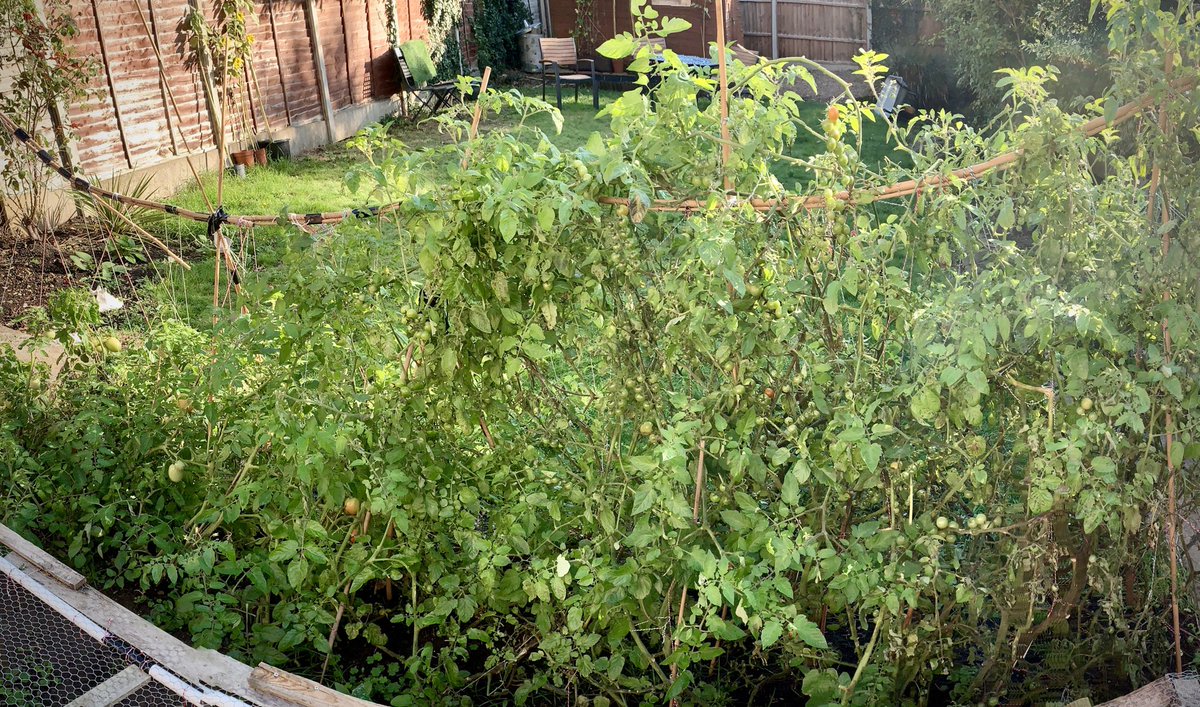 What should I do with all these #greentomatoes? Would love to hear suggestions from <a href="/matt_tebbutt/">Matt Tebbutt</a> or #JasonAtherton <a href="/saturdaykitchen/">SaturdayKitchen</a> #SaturdayKitchen? Thanks, Lou
_ _ _
#LardButtyHomegrown
