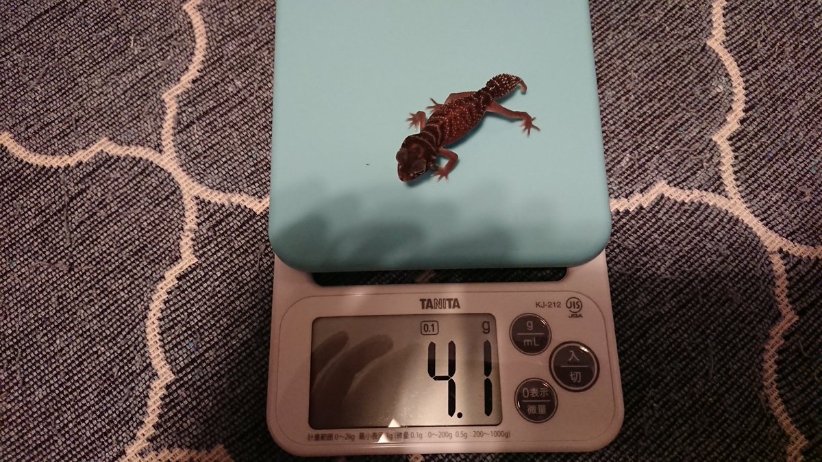 TV3DVAPI42aPr3R's tweet image. ナメハダタマオヤモリ
新スケール導入しました👍
１ヶ月体重測定
1号 3g→4.1g
2号 3g→5.3g
順調順調！