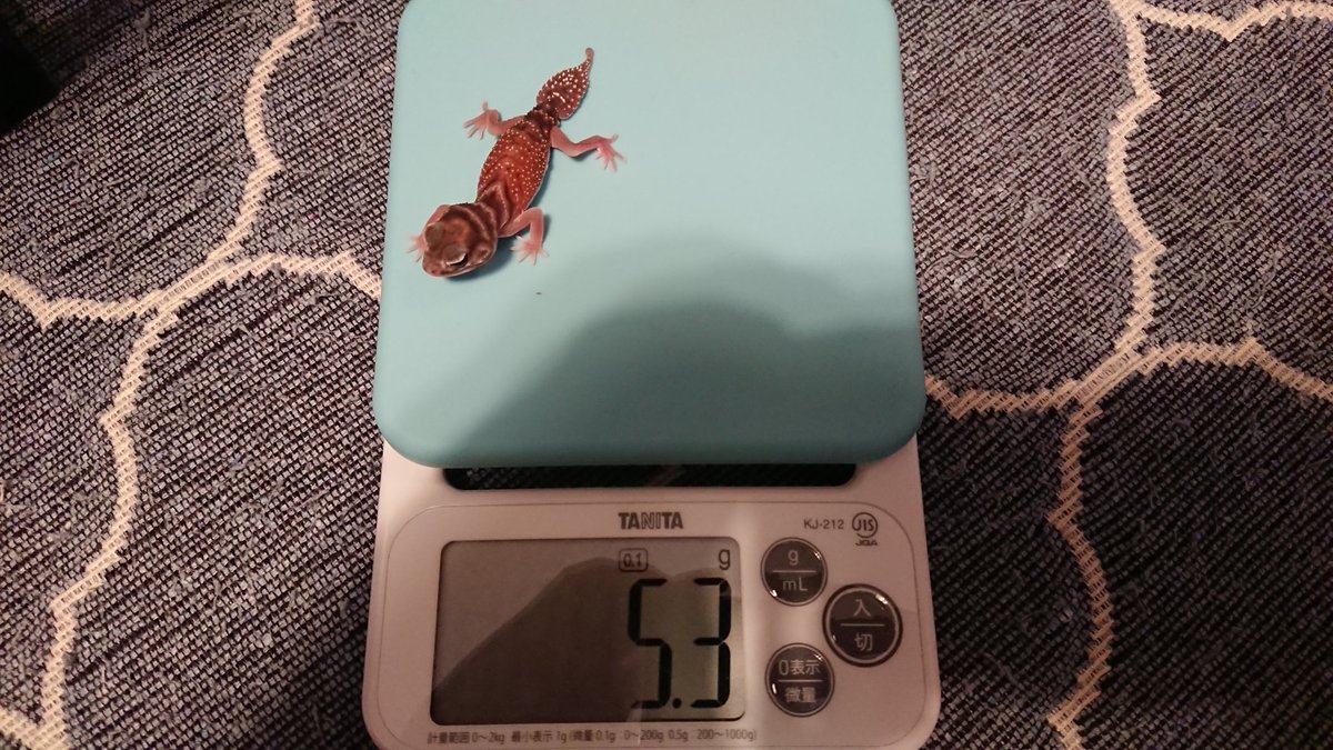 TV3DVAPI42aPr3R's tweet image. ナメハダタマオヤモリ
新スケール導入しました👍
１ヶ月体重測定
1号 3g→4.1g
2号 3g→5.3g
順調順調！