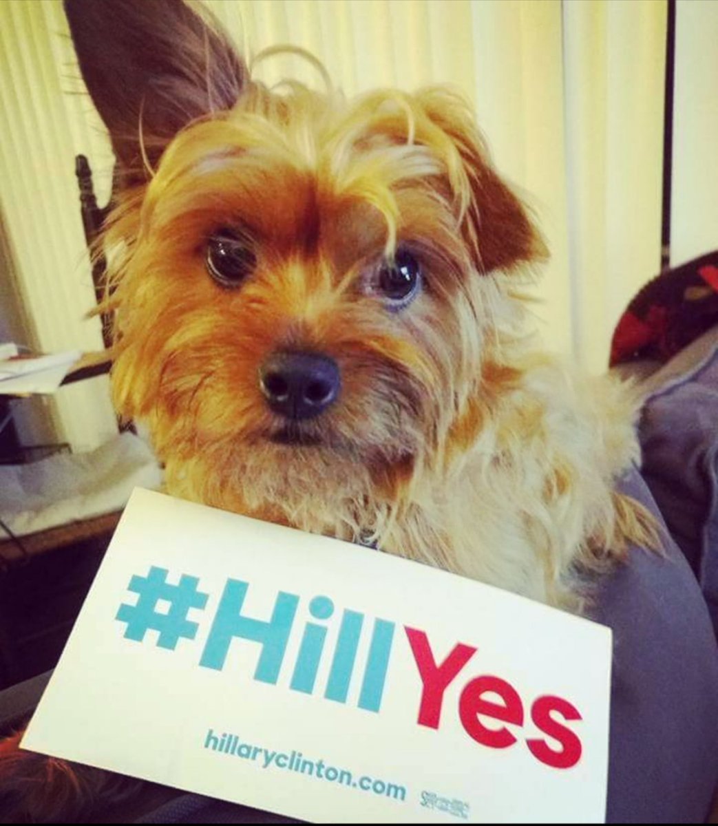 dogs4democrats's tweet photo. how it started ➡️ how it's going #dogs4biden #dogs4democrats https://t.co/hlwY0DNfBP