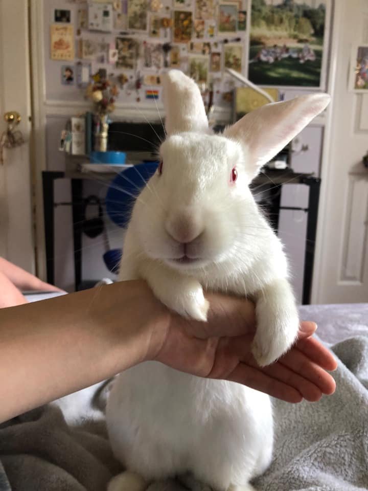 The Nobel Peace Prize should go to rabbits. Every year.