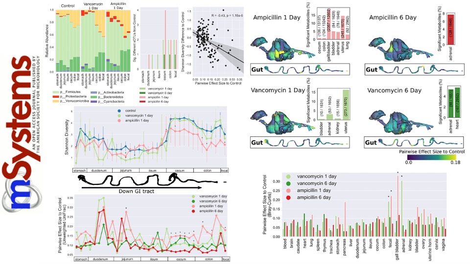 ᐯIᑕTOᖇ ᑎIᘔET (@victornizet) on Twitter photo A mouse gets just one dose of antibiotic
Its #microbiome changes all along the GI tract
Its #metabolomics can change even in distant organs
From <a href="/AlisonVrbanac/">Alison Vrbanac</a> <a href="/Katy_Patras/">Katy Patras</a>
Multi-lab collaboration <a href="/UCSDHealth/">UC San Diego Health</a>
<a href="/KnightLabNews/">Knight Lab</a> <a href="/Pdorrestein1/">Pieter Dorrestein</a> <a href="/Quinn_Labs/">Robert Quinn</a>
msystems.asm.org/content/5/5/e0… A mouse gets just one dose of antibiotic
Its #microbiome changes all along the GI tract
Its #metabolomics can change even in distant organs
From <a href="/AlisonVrbanac/">Alison Vrbanac</a> <a href="/Katy_Patras/">Katy Patras</a>
Multi-lab collaboration <a href="/UCSDHealth/">UC San Diego Health</a>
<a href="/KnightLabNews/">Knight Lab</a> <a href="/Pdorrestein1/">Pieter Dorrestein</a> <a href="/Quinn_Labs/">Robert Quinn</a>
msystems.asm.org/content/5/5/e0…