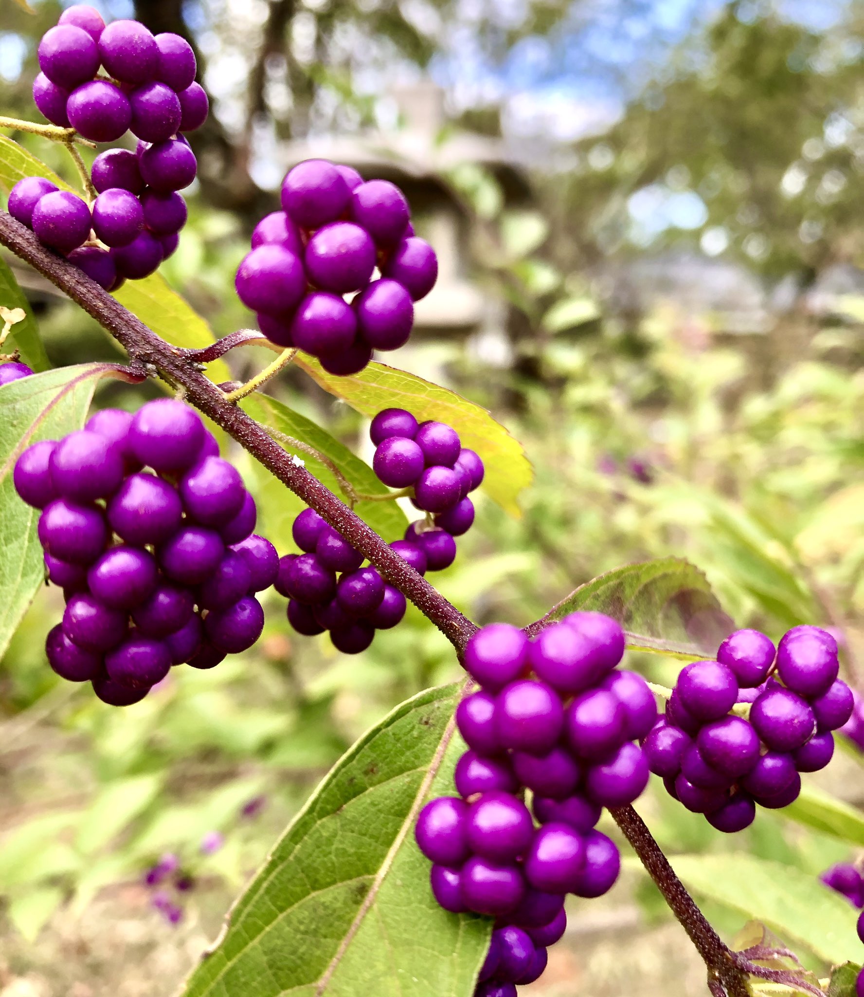 Br Hirano Shrine Kita Ku Kyoto Spring Is The Name Of One Of The Best Cherry Blossoms In Kyoto Murasaki Shikibu And Confederate Rose Flowers With Beautiful Bright Purple