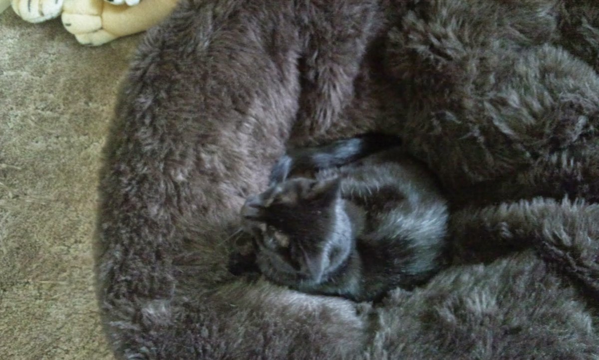 LazyZog's tweet photo. @ellle_em Tia, the camouflaged #CatOrb (at least I think she's an orb, I can't tell lol) 

ID: a black cat can only just be seen curled up on a brown beanbag, as it blends in https://t.co/Ldn9QRCEEf