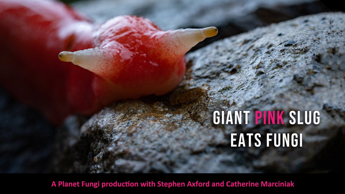 Giant pink slug eats fungi youtu.be/fXQsLzts9ZA via <a href="/YouTube/">YouTube</a> at Mt Kaputar National Park