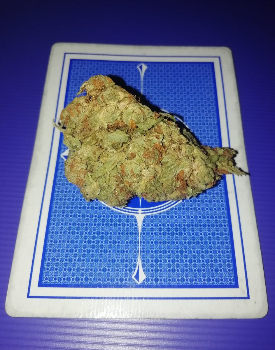 punto420's tweet photo. Weed Night 🍁

Mango Kush 🤤🥴 

#ElPunto420 #Weedlife #Weed #MarihuanaVIP
#WearAMask #EnviosCDMX #Mango https://t.co/Mm1nyg5koy