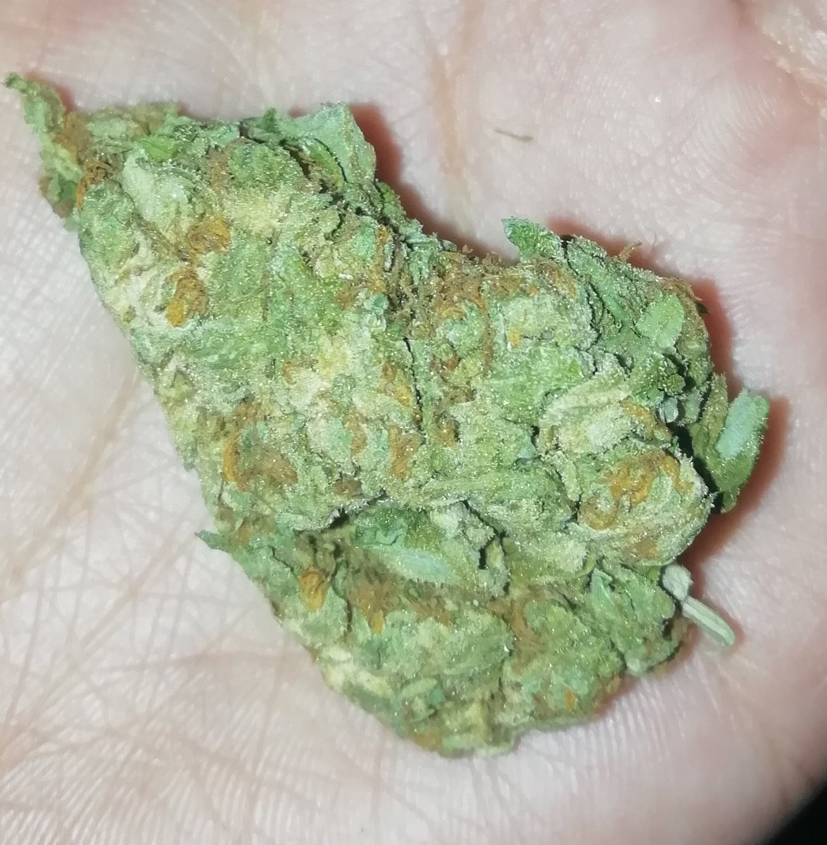 punto420's tweet photo. Weed Night 🍁

Mango Kush 🤤🥴 

#ElPunto420 #Weedlife #Weed #MarihuanaVIP
#WearAMask #EnviosCDMX #Mango https://t.co/Mm1nyg5koy