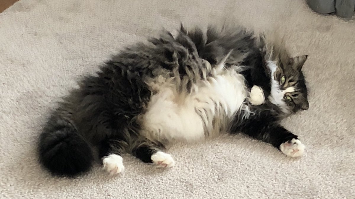 Late breaking belly fluff today, for #jellybellyfriday! Mommy has a 3-day weekend! Extra cuddle time!! @MaineCoonCatsOH @JusticeToAll @Cleo_sMommy @JethroKitty @GeneralCattis @yongmaylingjen1 @MoetBlindCat @KittyHavenNY @SkittlesFriends https://t.co/tjPlSuv510