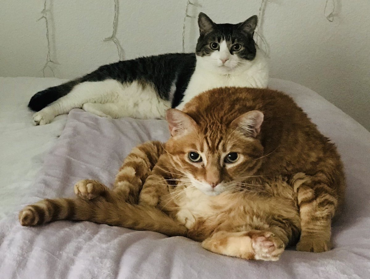 Opie exposed #unflatteringcatphotochallenge