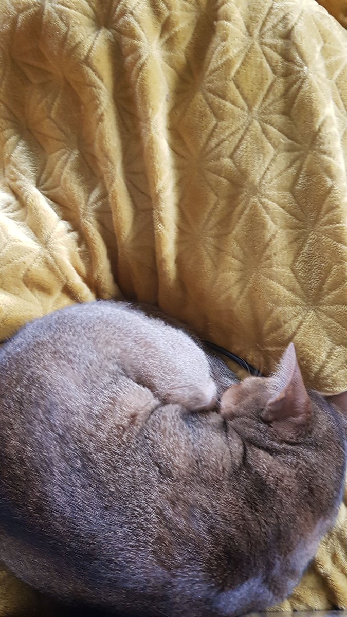 Gifttanz's tweet photo. @ellle_em #catOrb https://t.co/ZI4EQX50X5