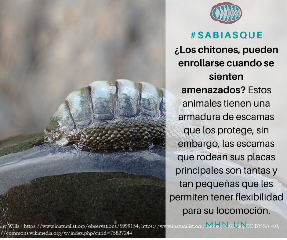 MuseoHNunal's tweet photo. #Sabiasque unos pequeños animales, parientes marinos de los caracoles y los pulpos, tienen una excelente flexibilidad. Aprende más de ellos con nosotros.
#MuseoDeHistoriaNatural #MHN #MundoMarino #Chitones #Mar #Flexibilidad #Armadura #Moluscos #Fauna #QuédateEnCasa #StayHome https://t.co/aHwmr9ovnN