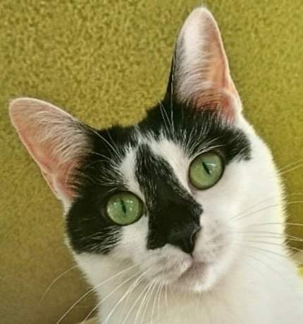 CatcafeWish's tweet photo. 子猫の時から約4年在籍していた「あんまん」。
同じ歳の先住猫さんとシニアわんこさんが暮らすお宅にトライアルへ！
子猫にお声がかかりやすい中���成猫を希望して下さるのはとても嬉しいです。性格や好みが掴みやすく落ちついた成猫は、猫と初めて暮らす方とも好相性です😊

あんちゃん、ガンバレ💪 https://t.co/Rs7WBuX7dO