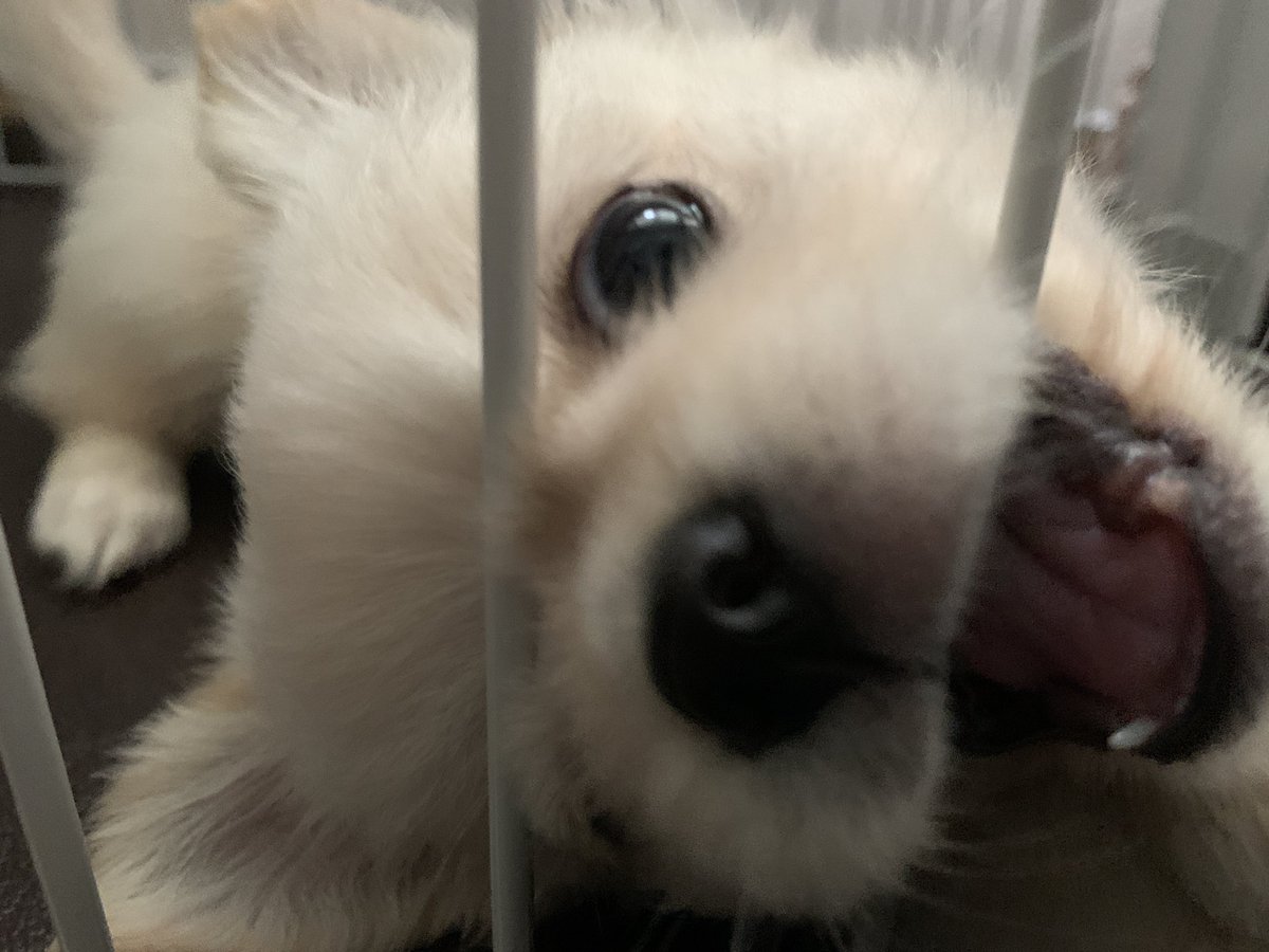 ペキチワのちゃみ君 V Twitter 台風きててそわそわするねぇ ペキニーズ ミックス犬 犬 子犬 いぬすたぐらむ 愛犬との暮らし 犬との暮らし Pekingese Chihuahua 犬好きな人と繋がりたい Dogstagrm Instadog Petstagram いぬりぽ T Co